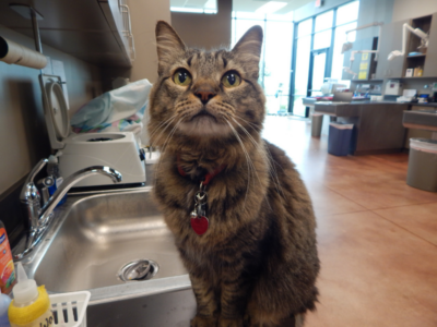 Cat in the Veterinarian Work Room